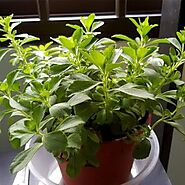 Stevia Plant, Stevia rebaudiana - Plant | Wild Roots