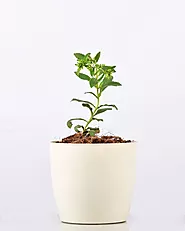 Stevia Plant | Buy Stevia Plant Online - Unlimited Greens