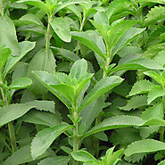 Stevia rebaudiana 'Stevia' | Buy Herb Plants