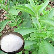 Stevia Plants In Secunderabad (Hyderabad) - Dealers & Traders