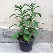 Stevia Plant: Buy Stevia plants online in Pakistan - Bagh.pk