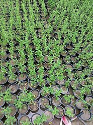 Stevia Plants - Buy Bird Stevia Plants Online In Pankistan- Plant.Pk