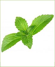 Stevia Potted Plant (Stevia Rebaudiana)