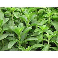 Stevia Plant - Stevia Plant buyers, suppliers, importers, exporters and manufacturers - Latest price and trends