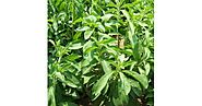 Buy Stevia Rebaudiana Seeds online at cheap price on plantsguru.com