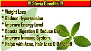 Stevia seeds for Sale! Buy Stevia seeds online