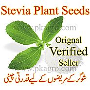 Stevia Plant Seeds | Natural Sugar for Sugar Patients