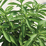 Stevia Seeds | 100% Guaranteed | Johnny's Selected Seeds