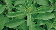 Stevia rebaudiana Seeds £2.75 from Chiltern Seeds - Chiltern Seeds Secure Online Seed Catalogue and Shop