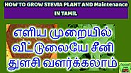 How to Grow stevia plant#Stevia plant in Tamil#Seeni thulasi uses # How to grow and matain stevia