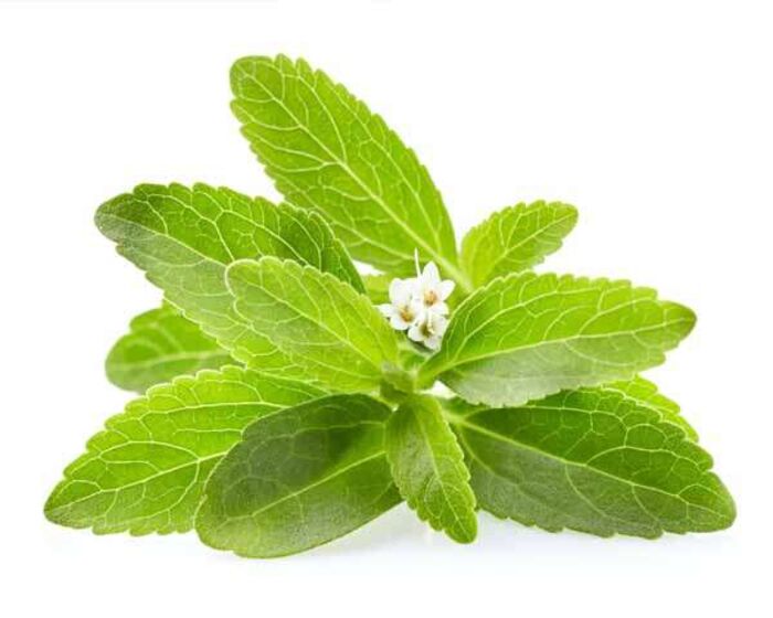 Stevia Plant In Tamil A Listly List