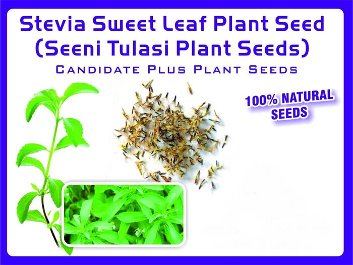 Stevia Plant In Gujarati A Listly List