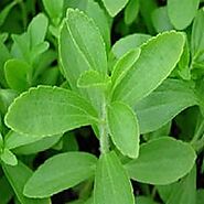 Stevia Plants - Get Latest Price & Mandi rates from Dealers & Traders | Exporters India