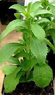 Stevia Plants Manufacturers,Wholesale price for Stevia Plants in India from Suppliers Wholesalers