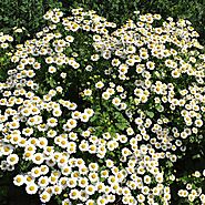 Feverfew Plant | Tanacetum parthenium | Buy Online