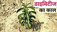 Stevia plant benefits in hindi / How to grow and care stevia plant at home / स्टेविया की जानकारी