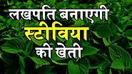 Stevia Plant Farming Information - Sugar से ज्यादा मीठी स्टीविया Kisano को दिलाएगी ज्यादा मुनाफा