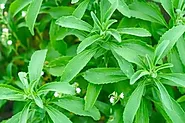 Stevia Farming: स्टीविया की खेती करेगी किसानों को मालामाल, 1 एकड़ में 6 लाख की आमदनी | Stevia Farming: Stevia farming ...