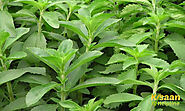 Stevia Plant Cultivation Information - स्टीविया फार्मिंग की जानकारी