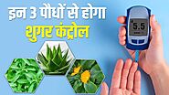 These 3 plants will keep diabetes under control - India TV Hindi News