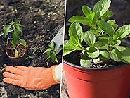 De novo transcriptome dataset of Stevia rebaudiana accession MS007 - PubMed