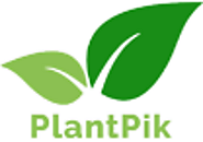 Stevia Plant Seed Nursery | PlantPik.com