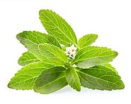 ஸ்டீவீயா என்கிற இனிப்புத் துளசியின் மருத்துவப் பயன்கள் - Medicinal uses of stevia | பெமினா