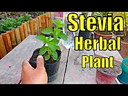 Stevia Plant for Diabetes || A Herbal Plant || Part-1