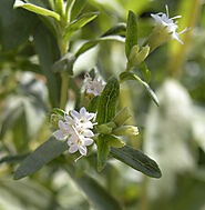 Stevia rebaudiana - Wikipedia