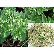 Stevia In Sagar, Stevia Dealers & Traders In Sagar