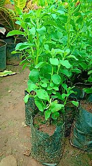 Stevia Plants Manufacturer,Stevia Plants Exporter & Supplier in Hojai India