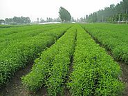 STEVIA CULTIVATION IN INDIA: Stevia cultivation In West Bengal