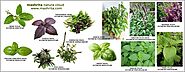 18 Types of Basil (Tulsi) - The herb is loved all over the World!