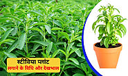 घर पर स्टीविया का पौधा कैसे लगाएं - How To Grow Stevia Plant At Home In Hindi