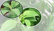 मीठी तुलसी से मिलते हैं यह गजब के फायदे, जानकर दंग रह जाएंगे आप - know the health benefits of stevia leaves or meethi...