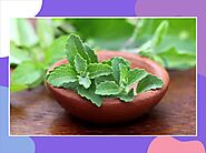 Stevia Plant in Hindi - स्टीविया प्लांट के फायदे और नुकसान के बारे में