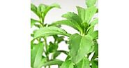 Sugarleaf (Stevia Rebaudiana) Plant buy online India at plantsguru.com