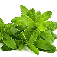 இனிப்பு நல்லது! - சர்க்கரை நோயாளிகளுக்கு ஏற்ற சீனித்துளசி டீ | Health Benefits of Stevia (Seeni thulasi) - Vikatan