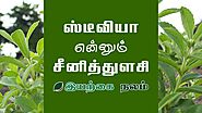 சர்க்கரைக்கு மாற்றாகும் இனிப்பு துளசியின் பயன்கள் | Inippu Thulasi Benefits | Stevia Plant Tamil