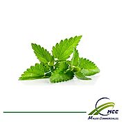 Stevia export |Stevia plant|iran herbal|Stevia plants for sale