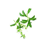 Stevia Plants in Delhi, स्टेविया का पौधा, दिल्ली - Latest Price & Mandi Rates from Dealers in Delhi