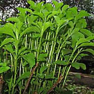 Stevia Herb Plants for Sale | Free Shipping