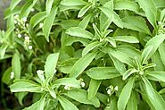 stevia | Description, Plant, Leaves, Uses, Sugar, & Sweetener | Britannica