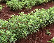 Buy Stevia Plant Online In India - Etsy India