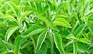 How to Grow Stevia; Get Full Information of Stevia Cultivation in India