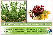 CSIR-IHBT DEVELOPS AGROTECHNOLOGY AND IMPROVED CULTIVAR OF STEVIA - AN EXCELLENT LOW-CALORIE NATURAL SWEETENER - MyGo...