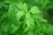 Stevia - Wikipedia