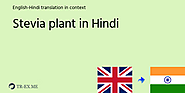 STEVIA PLANT मीनिंग इन हिंदी - हिंदी अनुवाद