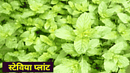 स्टेविया की खेती करेगी किसानो को मालामाल / आप भी बन सकते हे अमीर | stevia plant in hindi