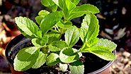 Growing Stevia: चीनी का प्राकृतिक विकल्प 'स्टीविया' का पौधा उगाएं इस तरह